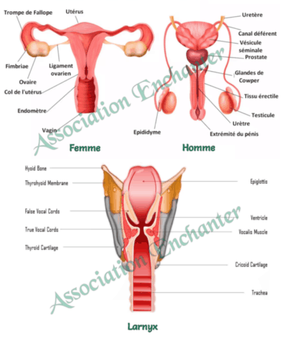 Larynx et Appareil génital La voix le chant endométriose et sexualité