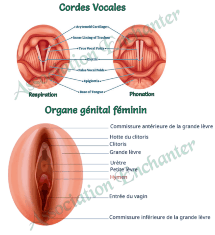 Cordes vocales et Organe génital Cordes vocales et Organe génital